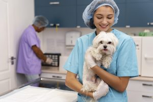Consultório veterinário pode ser MEI