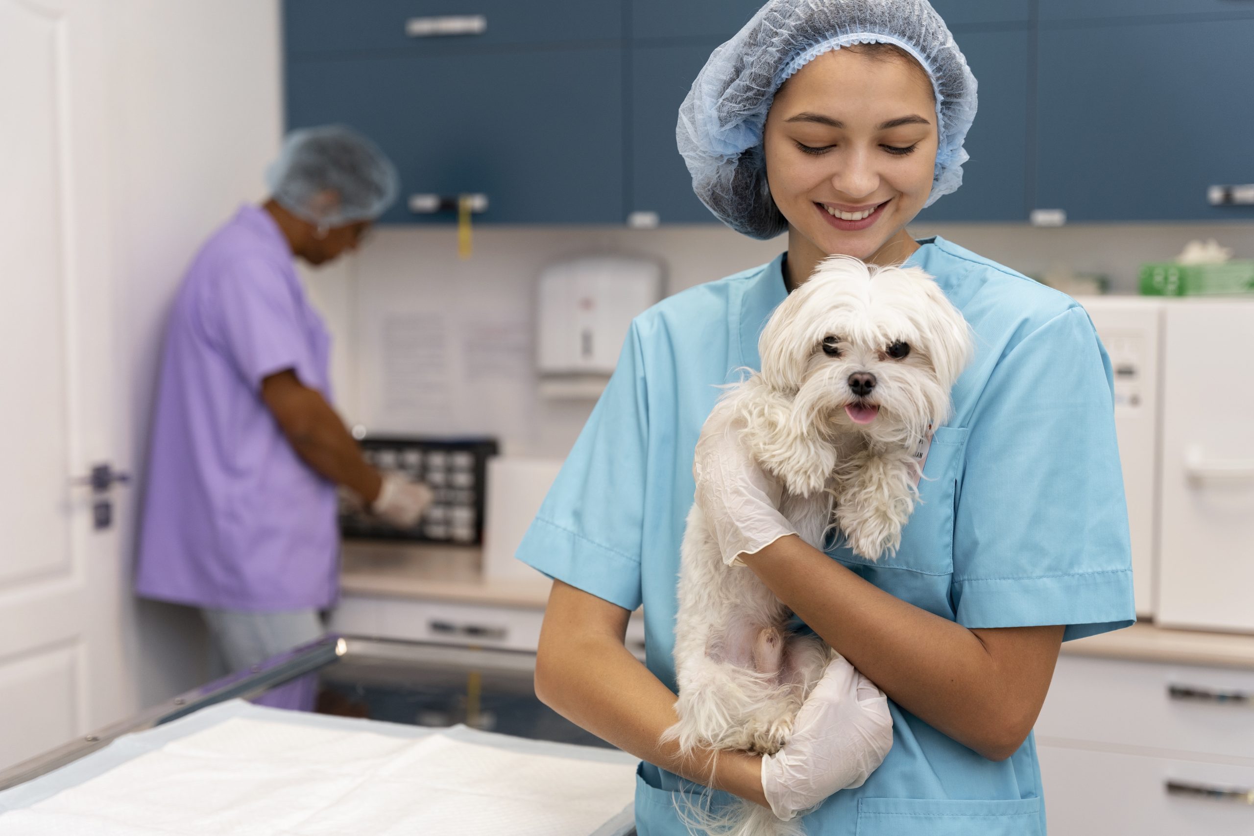 Consultório veterinário pode ser MEI? Entenda os riscos e alternativas legais 1 Consultório veterinário pode ser MEI